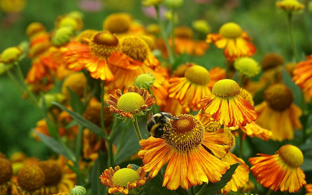 Comment cultiver la gaillarde dans le jardin?