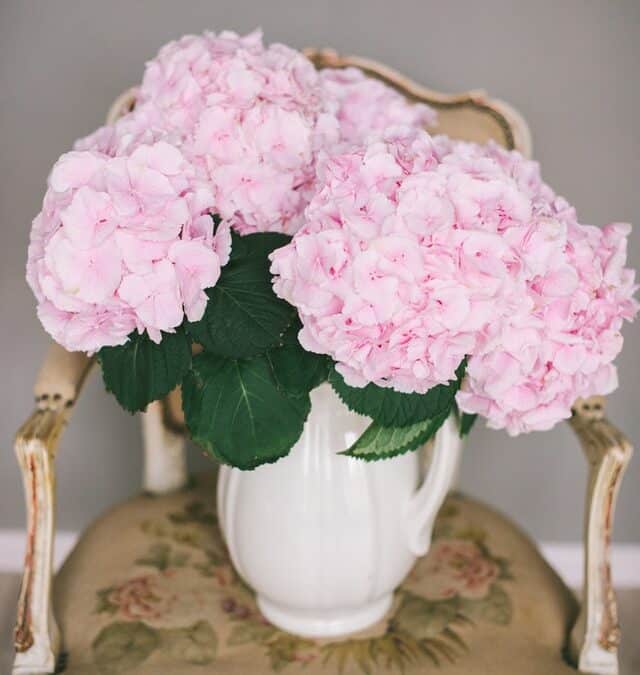 Quand couper  et comment conserver les fleurs d’hortensia?