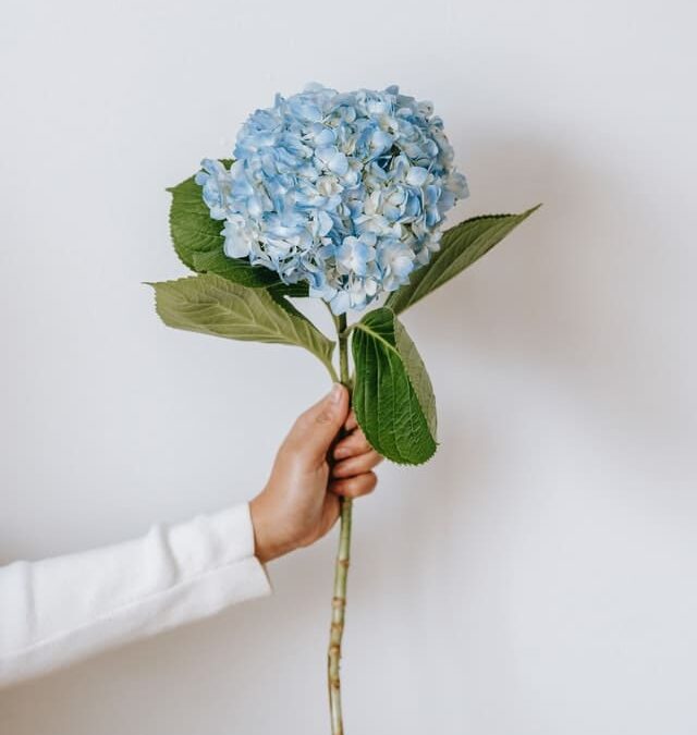 Comment avoir des hortensias bleus et roses?