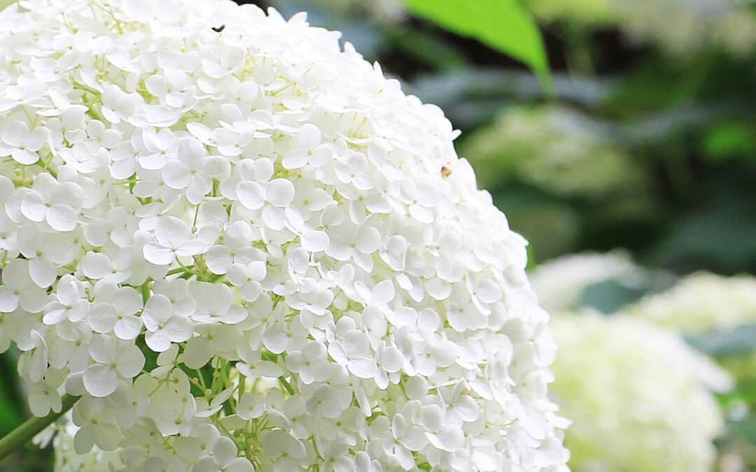 Comment garder la couleur blanche des hortensias ?