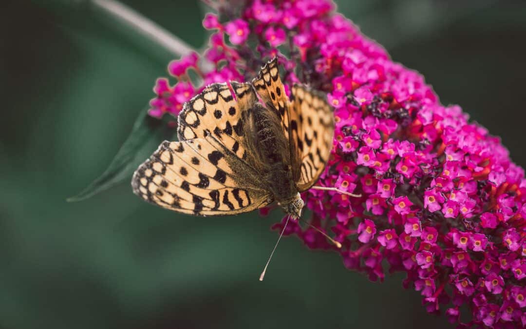 Buddleia « arbre à papillons »