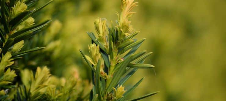 Comment bien choisir ses plantes pour une haie adaptée à son jardin ?