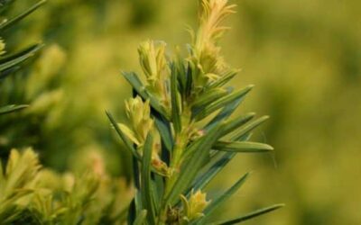 Comment bien choisir ses plantes pour une haie adaptée à son jardin ?